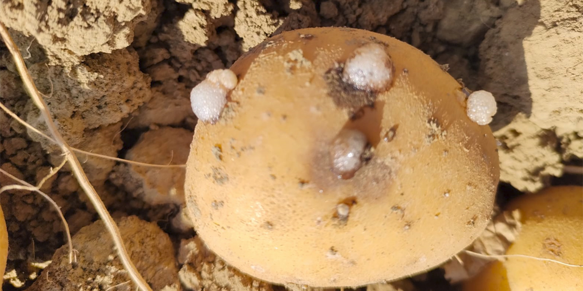 Caldo e umidità, il marciume carbonioso minaccia la pataticoltura